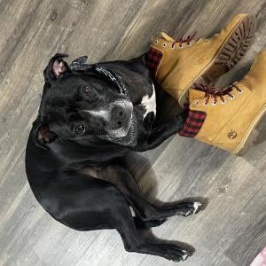 2nd Image of Little Gurl, Lost Dog