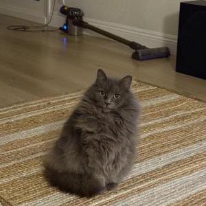 Image of Liam Mandel, Lost Cat