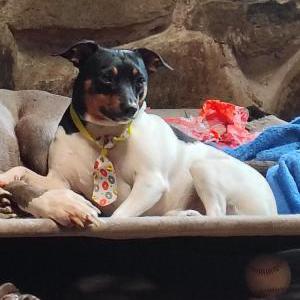 Image of Rocket, Lost Dog