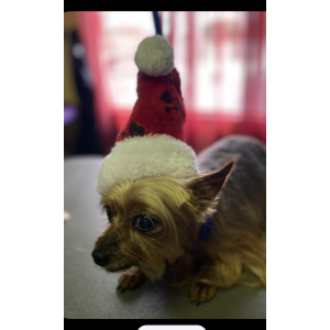 Image of Trixie, Lost Dog