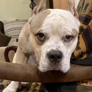 Image of Lobo (Bo), Lost Dog