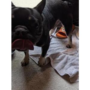 Image of Unknown, Found Dog
