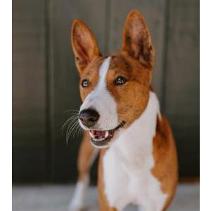 Image of Katsu, Lost Dog