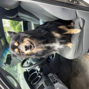 Image of Bear, Lost Dog