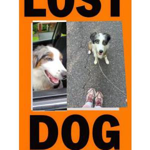 Image of Smokey, Lost Dog