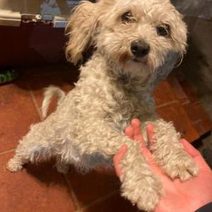 Lost Dog Chiquilla