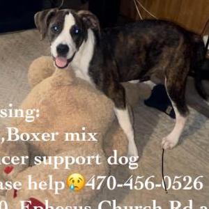 Image of Rico, Lost Dog