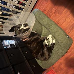 Image of Luna, Lost Dog