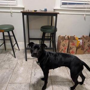 Found Dog Unknown