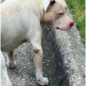 Image of Duke, Lost Dog