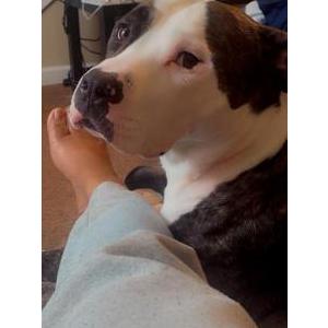 Image of Security, Lost Dog