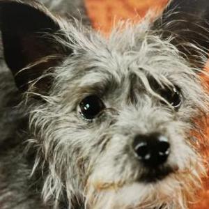 Image of Fabi, Lost Dog