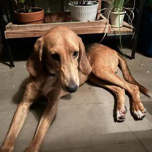 Image of Unknown, Found Dog