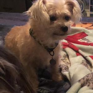 Lost Dog Mona Habeeb