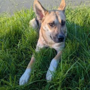 Image of Unknown, Found Dog