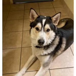 Image of Storm, Lost Dog