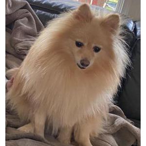 Lost Dog Kobe