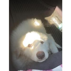 Image of Iyla, Lost Dog
