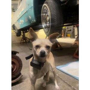 Image of Jayjay, Lost Dog