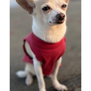 Lost Dog Chico