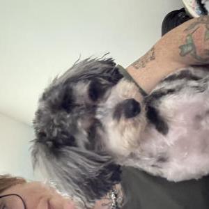 Image of Jupiter, Lost Dog