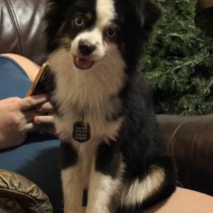 Image of Johnny Cash, Lost Dog