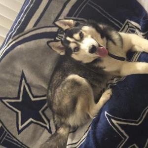 Lost Dog loki