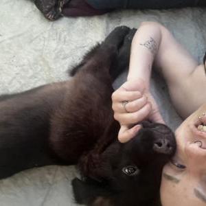 Image of Babygirl, Lost Dog