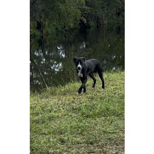 Lost Dog Oreo