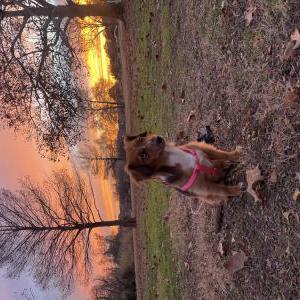 Image of Myla, Lost Dog