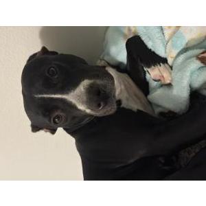 Image of Lucy, Lost Dog