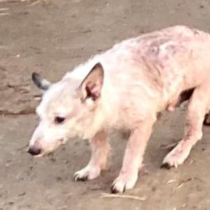 Image of Jackie/Jackson, Lost Dog