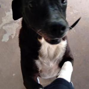 Lost Dog Peanut