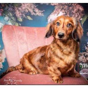 Image of Holly, Lost Dog