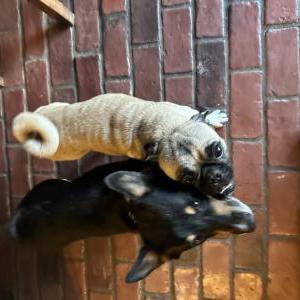 Image of Unknown, Found Dog