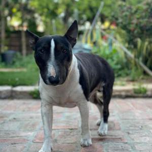 Lost Dog Nene