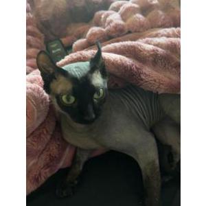 Image of Wade Wilson, Lost Cat