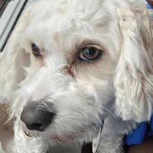 Image of Max, Lost Dog