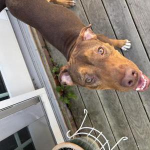 Image of Unknown, Found Dog