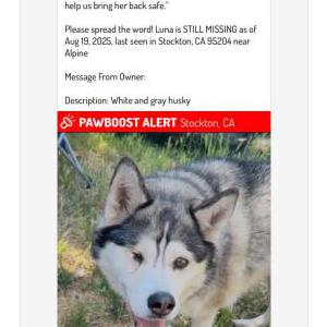 Lost Dog Luna