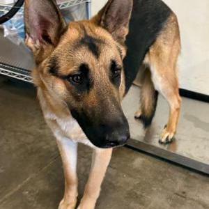 Image of GSD 8/21/25, Found Dog