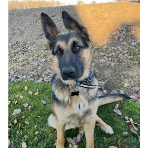 Image of Dax, Lost Dog