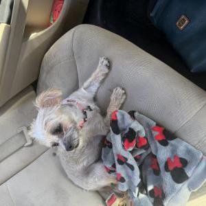 Found Dog Unknown