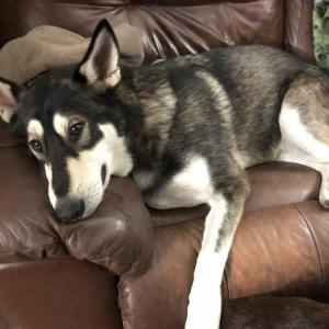 Lost Dog Bo