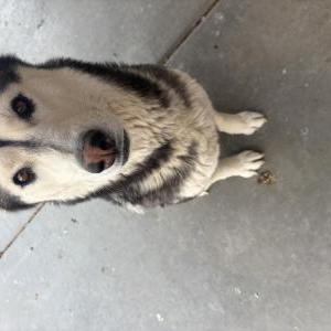 Image of chenzy, Lost Dog