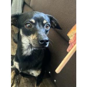 Image of Omar, Lost Dog