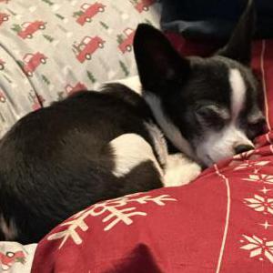 Image of Buckley, Lost Dog