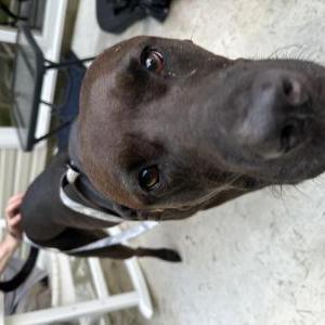 Image of Unsure, Found Dog