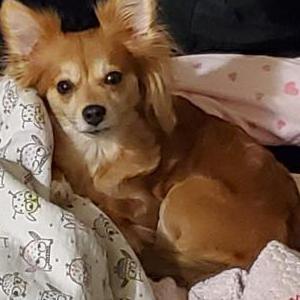 Lost Dog Precious