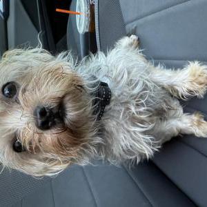 Image of Unknown, Found Dog